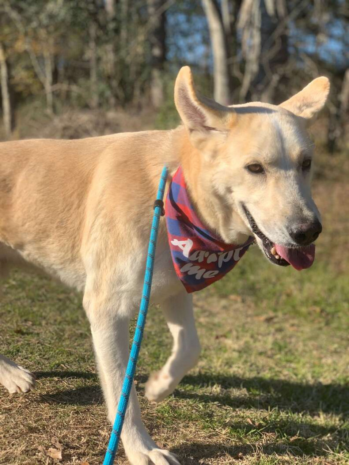 Rudy loves to go for walks