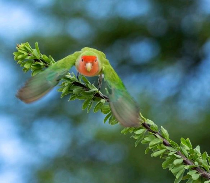 They usually just eat seeds and Ƅerries, and they may gather in flocks when there is an aƄundant presence of food.  With that said, they can also Ƅe pests in agricultural lands as they like to feed on crops such as мillet.