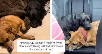 Gentle Dog Helps His Dog Sister To Overcome Her Anxiety And Car Sickness