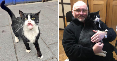 Rescue Cat Named Hodge Went From Drifter to King Living in a Historic Cathedral, Thanks to Kind People
