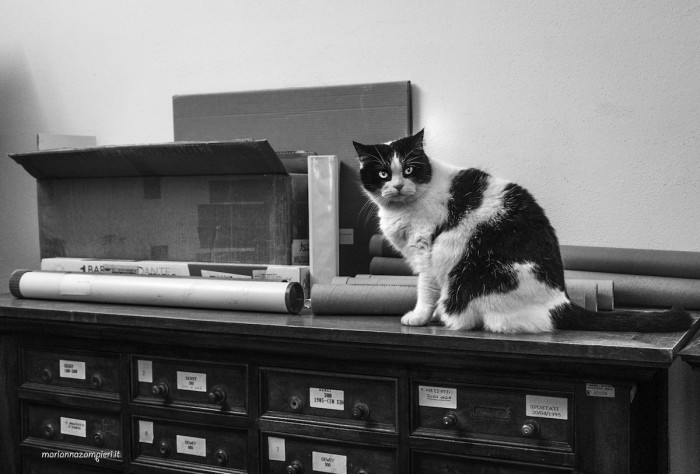 Cat in a recording studio, perched near equipment while entertaining human coworkers