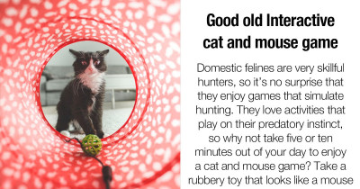 If You Need a Way to Keep Your Indoor Cat Mentally Stimulated, These Four Pieces of Advice Might Help