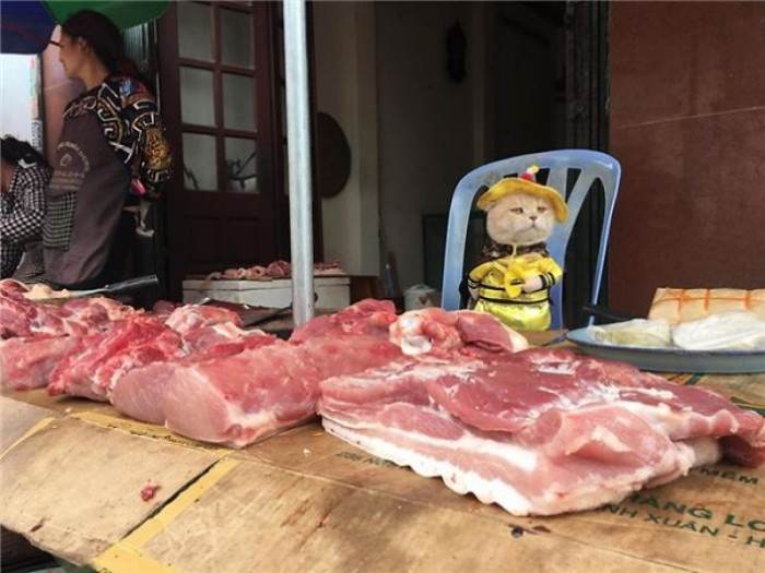 Here is Dog trying his hand at selling meat.