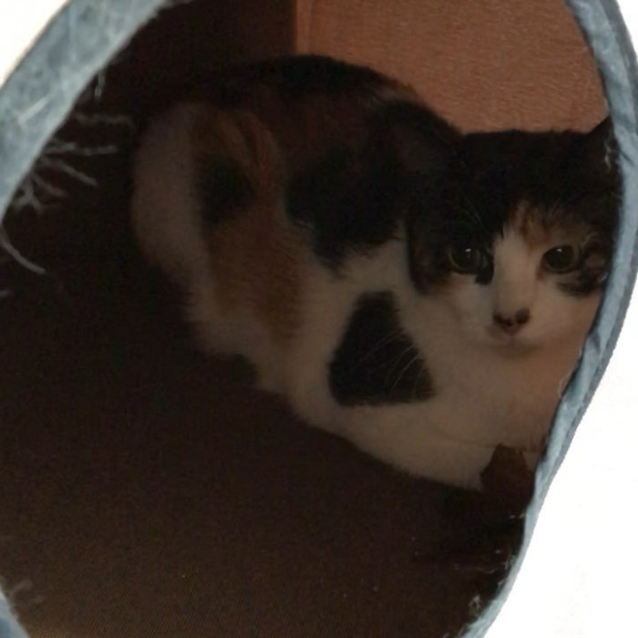 Mixed-litter kittens resting side by side on soft bedding