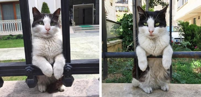 5. He's a creeper, watching the neighbors like this.
