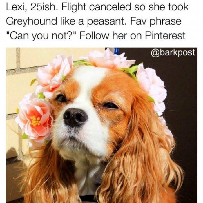 10+ Hilarious Dog Bios That Represent Stereotypical People We're All ...