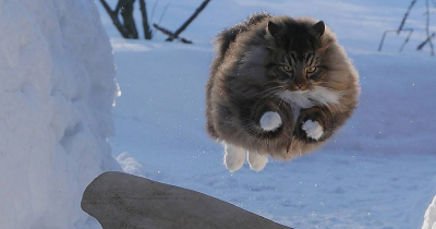 30 Adorable Pics Of Finnish Cats Living Their Best Life