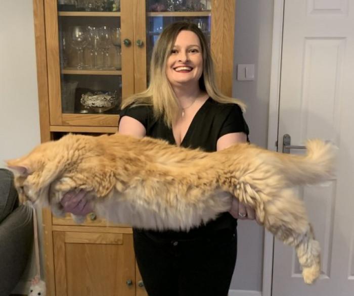 Are you ready for this? These cats are so big that when their owners, Mary and Gab Lopez posted them online, people accused them of using photo-editing apps!