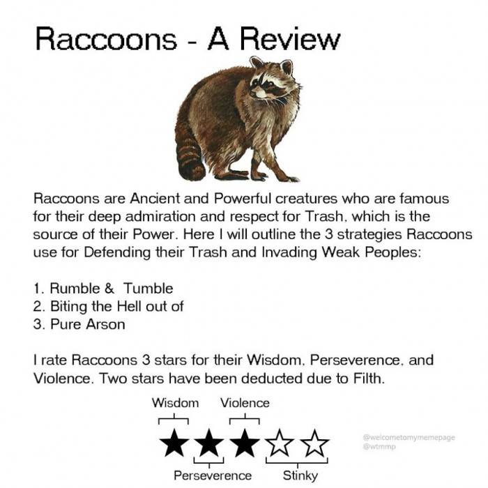Raccoons - Also known as trash pandas