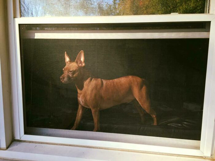 5. I Snapped A Photo Of My Dog Through A Window Screen That Looks Like An Old Painting