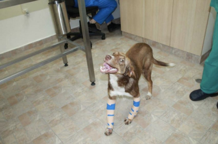 Duke had surgery to fix his feet