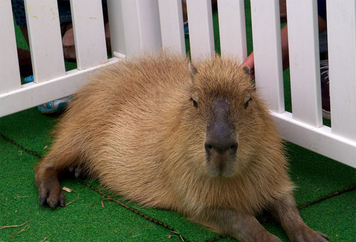 22. A capybara? Woah. 