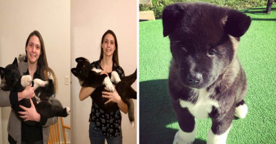 This Family Decided To Capture Their Pup's Six Month Growth Spurt And Boy Did He Grow