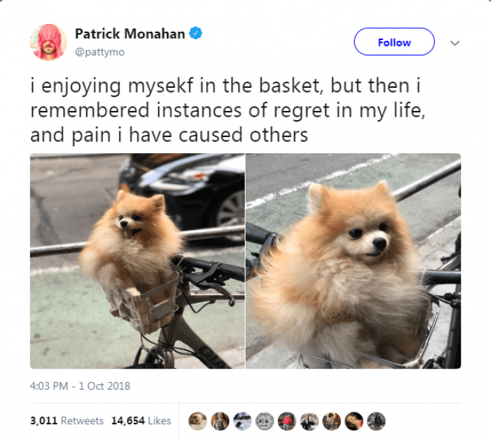 Dog looking jealous, caption highlights jealousy and an important announcement