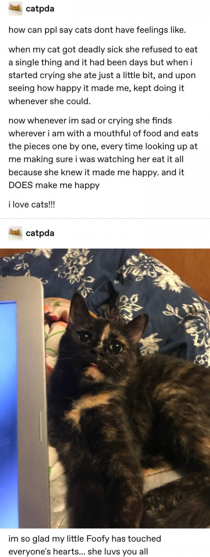 3. Be purr-pared to get teary-eyed.