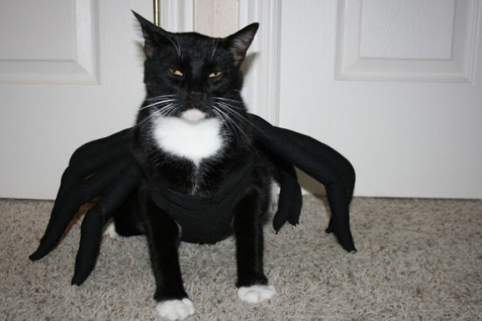 Cat in wizard outfit, Harry Purrter, alongside Puss in Boots