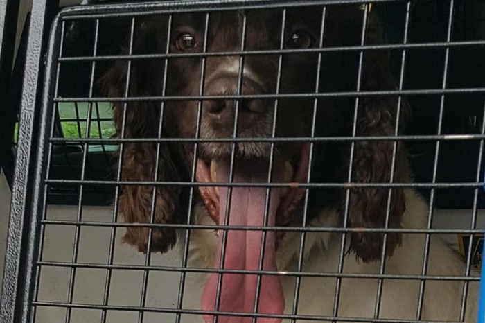 Roaming the streets of Lancashire, a dog named Duke was picked up and presumed yet another low blow courtesy of COVID-19.