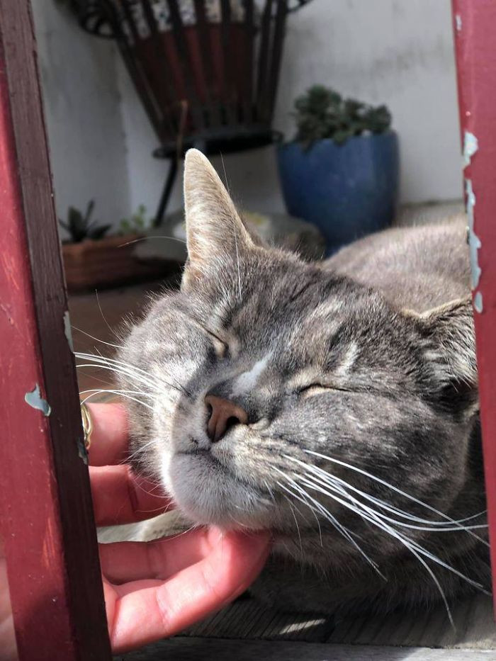 "Think I Ran Into The Same Kitty Enjoying The Sun Again"