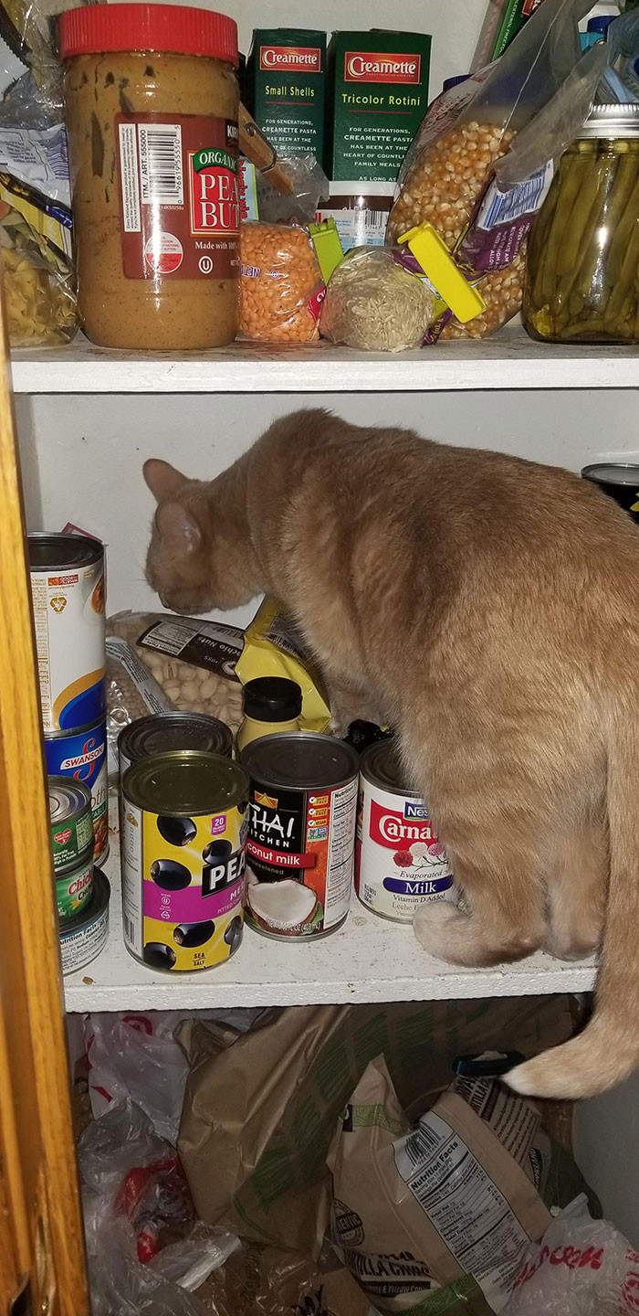 Amongst the canned goods