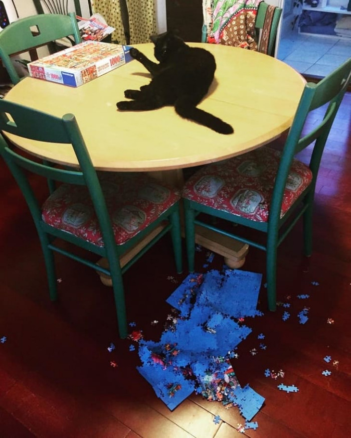 Cats and puzzles obviously don't mix well.