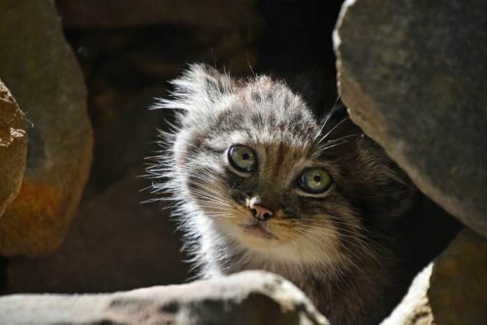 Close-up of a manul cat kitten, thick fur, adorable expression.