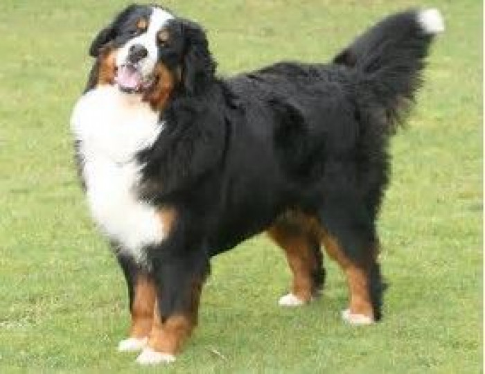 14. Bernese Mountain Dog