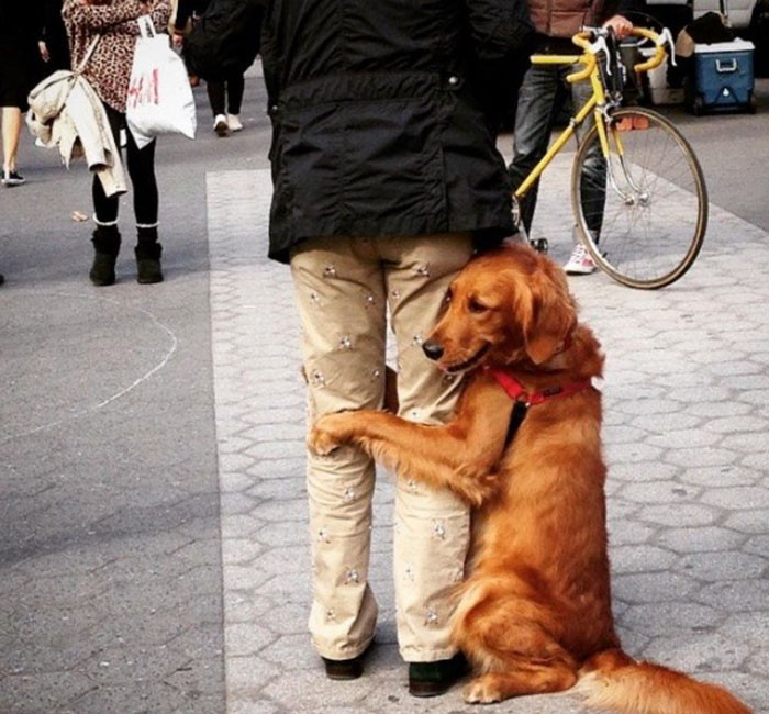 Son propriétaire s'est rendu compte que le monde entier pouvait utiliser une partie de l'affection que son chien a à offrir