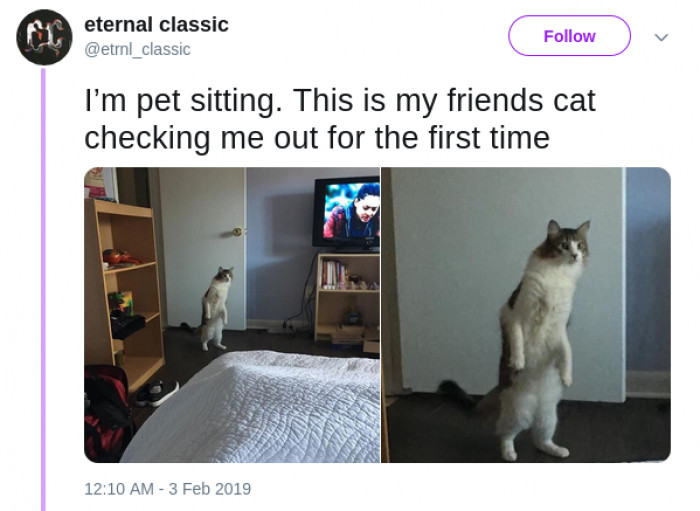 12. "Wow, this human has some audacity to just show up."