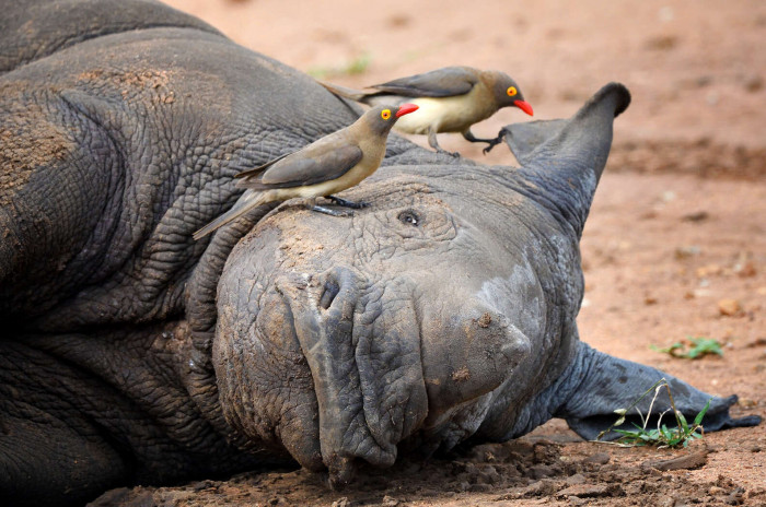 Oxpeckers are an extremely common sight in the African savanna.