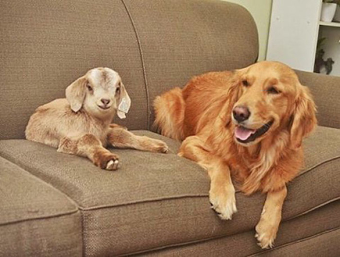 Now the dog and the baby goats are inseparable.