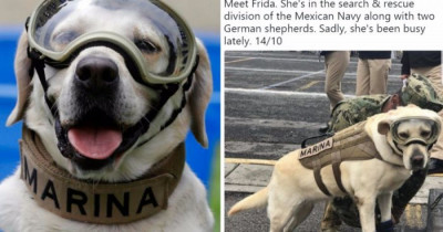 Twitter Has Fallen In Love With This Mexican Rescue Dog Who Saves Lives