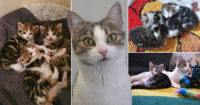 Smiling family holds their recovered cat during holiday reunion celebration.