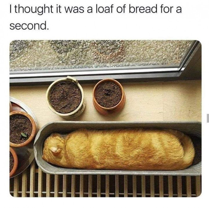 8. Cat loaf.