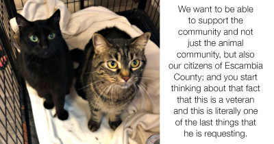 Veteran's Final Wish Is For His Cats To Find A New Forever Home