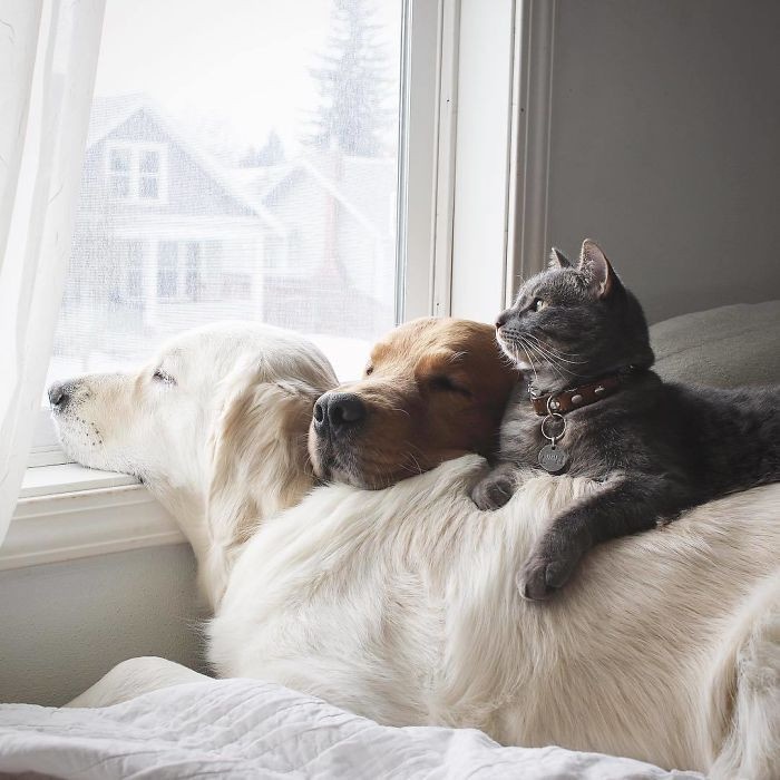 2. They are very cuddly.