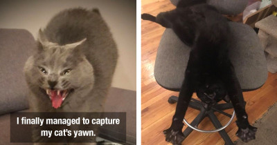 Unphotogenic Cats Go Viral Despite Not Taking The Best Pictures