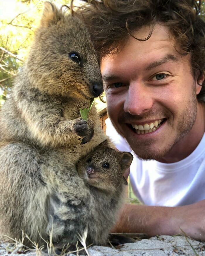 Can't get enough of the Quokkas