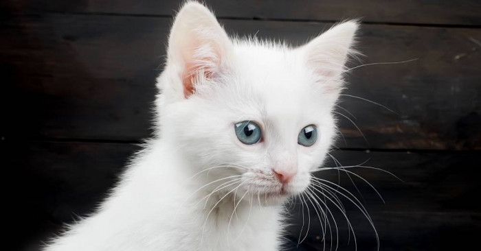 This is Rain, the blue-eyed little kitty.