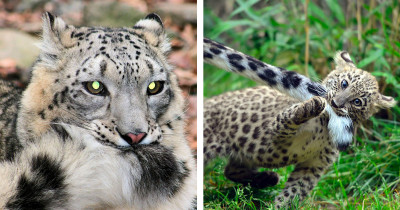 Snow Leopards Are Just Carelessly Munching On Their Fluffy Cat Tails