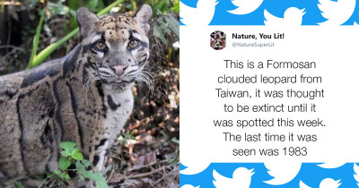 Extinct Species of Leopard Spotted for the First Time in Over 30 Years