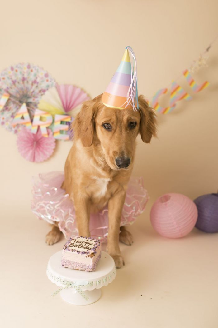 Why are you a sad pupper? It's a party!