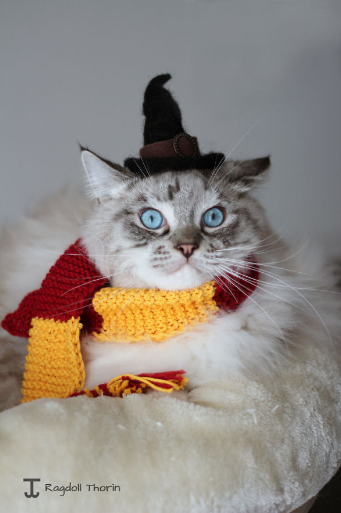 Harry Purrter