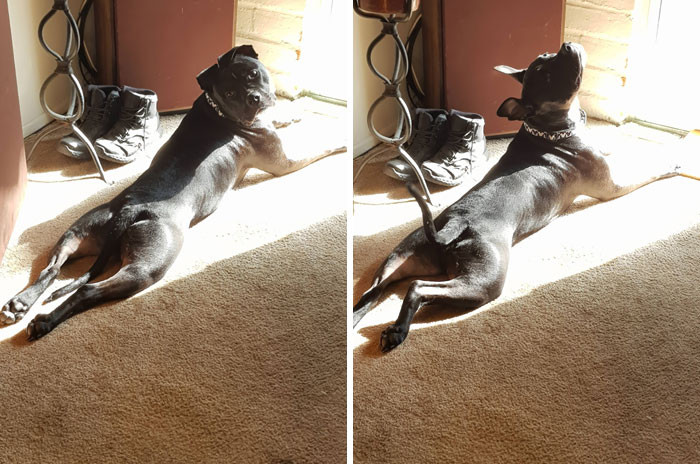 #9 Paco sunbathing: Normal sploot vs. Fabulous sploot