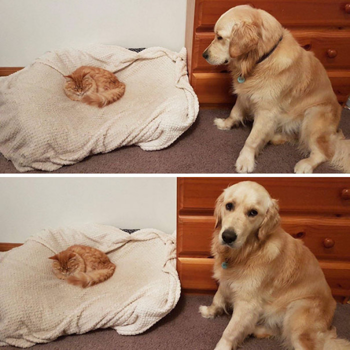 #7 My Cat Recently Discovered The Dog Bed