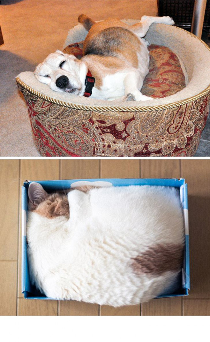 #1 Cats and dogs sleep in wildly different positions.