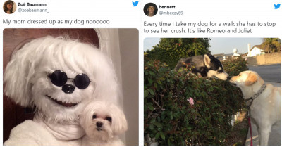15+ Tweets About Scenarios That Only Dog Owners Can Understand.