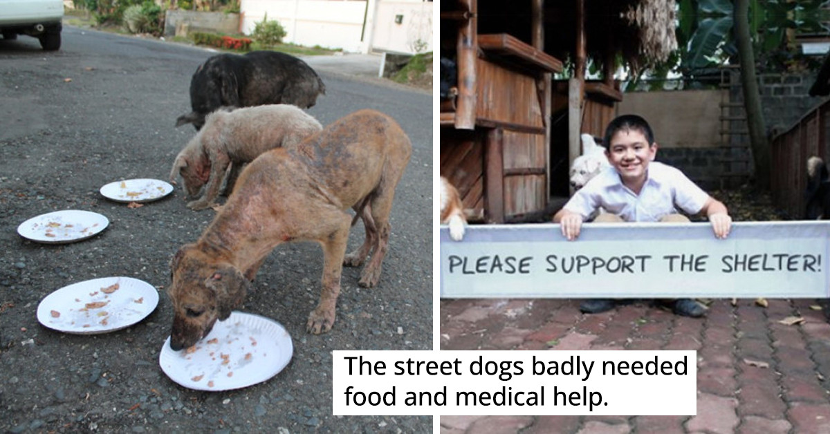 Little Boy Who Loves Dogs Feed The Strays In His Neighborhood Using His Own Allowance And Eventually Started A No-Kill Animal Shelter