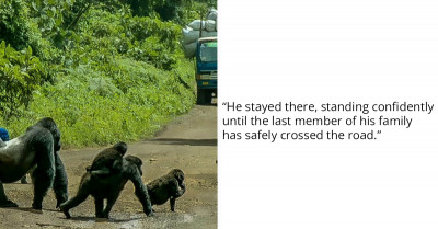Intimidating Silverback Gorilla Stops Traffic To Make Sure His Family Crosses The Road Safely