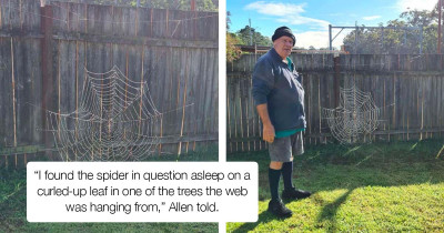 Woman And Her Father Found An Unbelievably Large Spider Web In Their Backyard