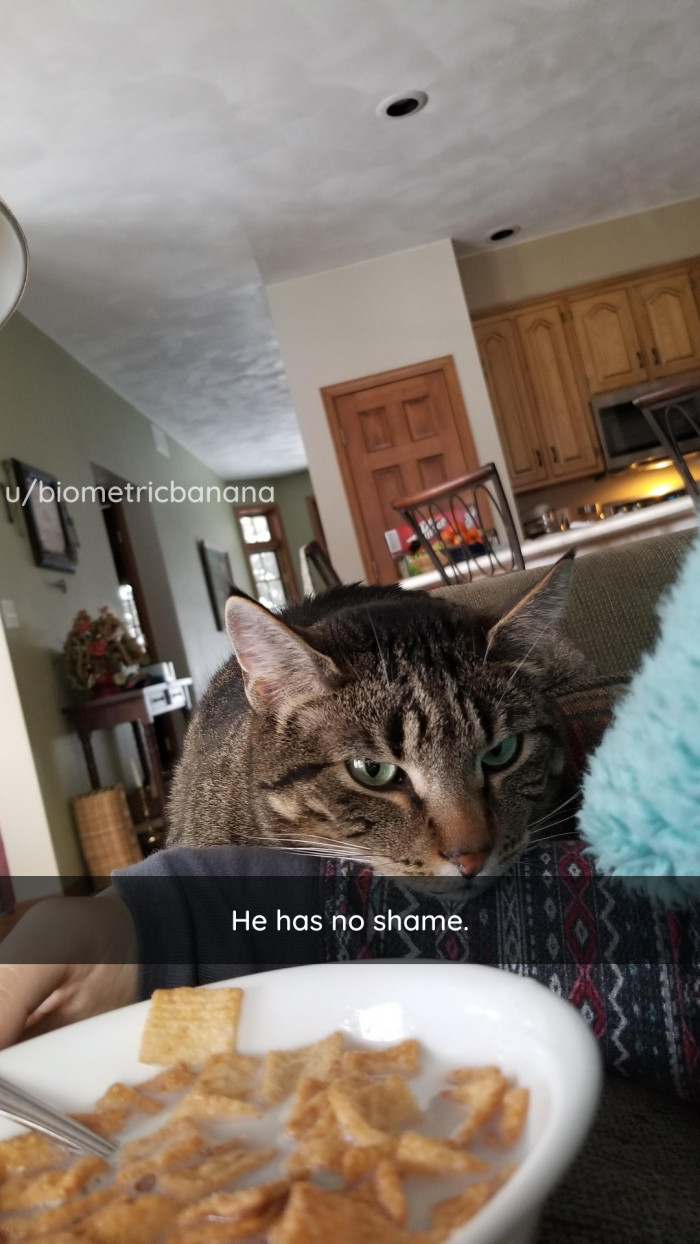 31. Shame is for dogs, not cats.